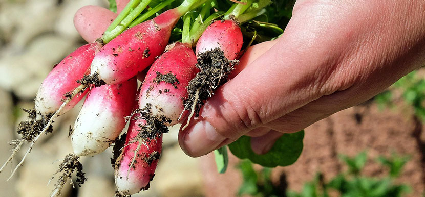 Alimentos Locales y Sostenibilidad