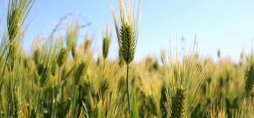 Maquinaria de Última Generación para la Elaboración de Productos sin Gluten